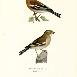 Common Chaffinch (colour litho)