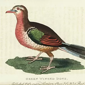 Doves Collection: Common Emerald Dove
