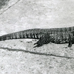 A Common / Gold / Golden / Black / Columbian Tegu or Tiger Lizard at London Zoo in August 1926