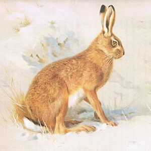 The Common Hare, from Thorburns Mammals published by Longmans and Co, c