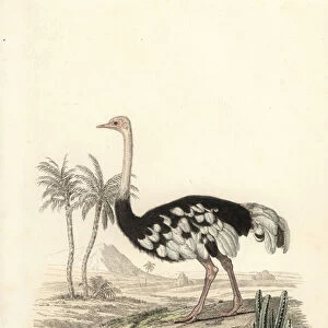Common ostrich, Struthio camelus. 1839 (engraving)