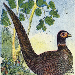 Common pheasant. Its flesh is fine and delicate. Engraving in "