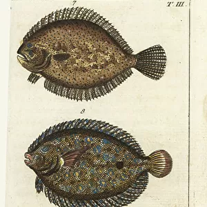 P Collection: Peacock Flounder