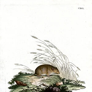 Cricetidae Collection: Common Vole