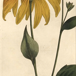 Coneflower or black-eyed-susan, Rudbeckia hirta, Polygamia frustranea. Handcoloured copperplate engraving by F. Sansom of a botanical illustration by Sydenham Edwards for William Curtis Lectures on Botany