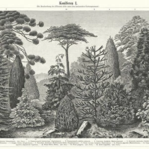Coniferous trees (engraving)