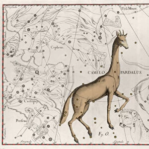 The constellation of the giraffe Plate taken from "