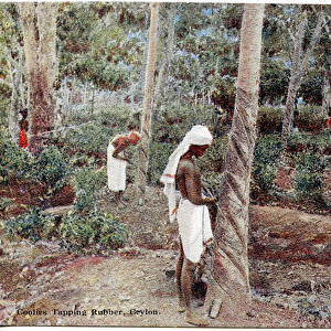 Coolies Tapping Rubber, Ceylon, c. 1900-20 (hand-coloured photograph)