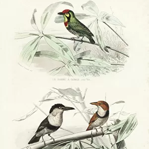 Piciformes Collection: Puffbirds