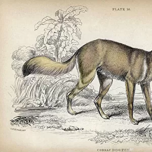 Dogs (Wild) Collection: Corsac Fox