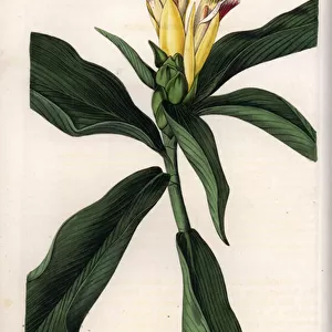 Costus Variete - Plate engraved by S. Watts, from an illustration by Sarah Anne Drake (1803-1857), from the Botanical Register of Sydenham Edwards (1768-1819), England, 1833 - Variegated-flowered costus, Costus pictus - Engraving by S
