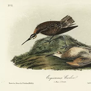 Sandpipers Collection: Eskimo Curlew