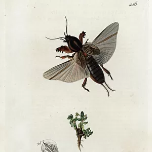 Crickets Collection: Northern Mole Cricket