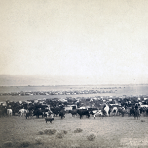 Cowboys herding cattle, South Dakota c. 1890 (b / w photo)