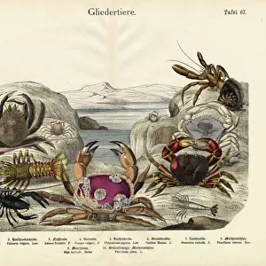 Crabs, c. 1860 (colour litho)