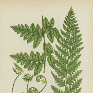 Crested Fern (colour litho)