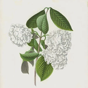 The Crimped Gueldres Rose, Viburnum Plicatum; var Dilatata (chromolitho)