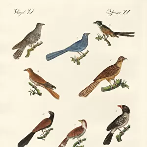 Cuckoos Collection: Indian Cuckoo