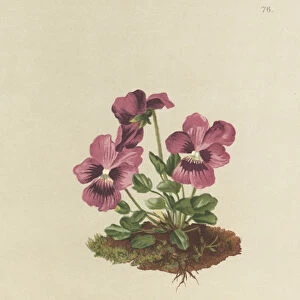 Cyclamen, Alpine Violet (Viola alpina) (colour litho)