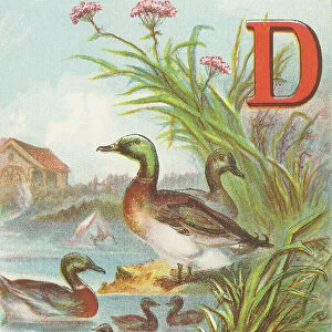 D: D for Ducks, swimming, and playing together; They care not for rain nor the stormiest weather. 1870 (illustration)