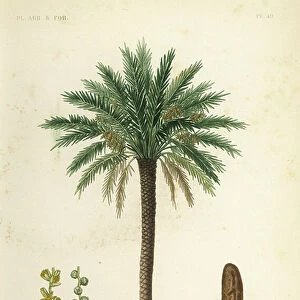 Date palm tree, Phoenix dactylifera, Dattier