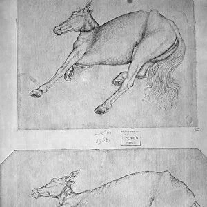 Dead horses, from the The Vallardi Album (pen & ink on paper) (b / w photo)