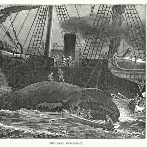 The dead leviathan (engraving)
