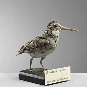 Sandpipers Collection: Jack Snipe