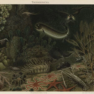 Deep sea fauna (colour litho)