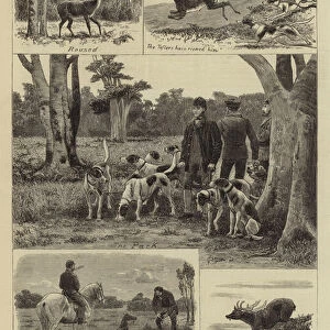 A Deer-Hunt in the New Forest (engraving)