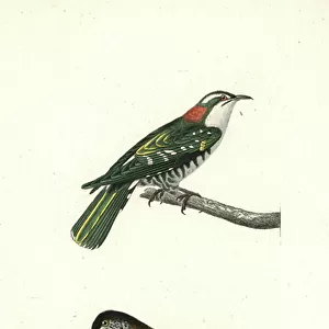 Cuckoos Collection: Diederik Cuckoo
