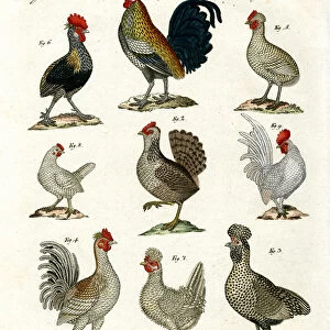 Different kinds of hens (coloured engraving)