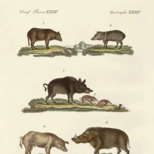 Different kinds of pigs (coloured engraving)