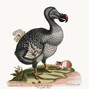 The Dodo, and the Guiney Pig, 1749-73 (coloured engraving)