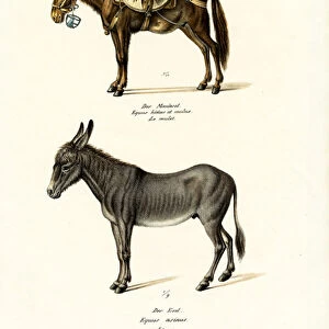 Donkey, 1824 (colour litho)