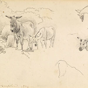 Donkeys, 1824 (pencil on paper)