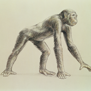 Dryopithecus Africanus (pencil on paper)