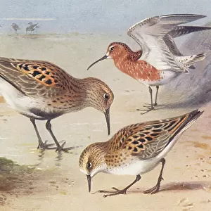 Sandpipers Collection: Little Curlew
