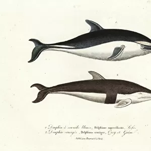 Delphinidae Collection: Dusky Dolphin