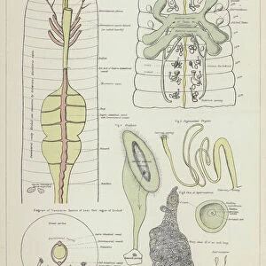 Earth worm, Lumbricus Terrestris (colour litho)