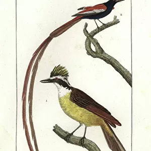 Tyrant Flycatchers Collection: Tropical Kingbird