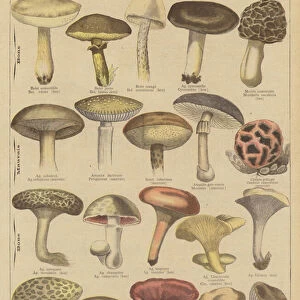 Edible and poisonous mushrooms (colour litho)