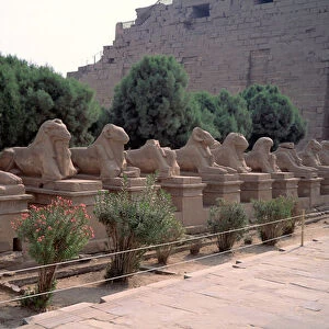 Egyptian antiquite: allee (dromos) of the criosphinx (Sphinx at the head of beliers