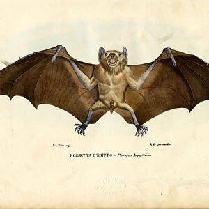 Pteropodidae Collection: Egyptian Fruit Bat