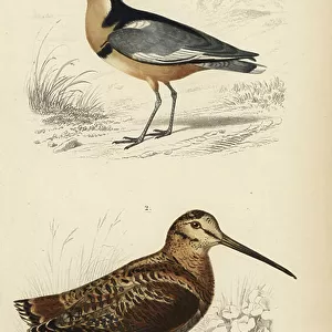 Charadriiformes Collection: Egyptian Plover