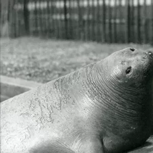 An Elephant Seal resting in its pool at London Zoo in 1930 (b / w photo)
