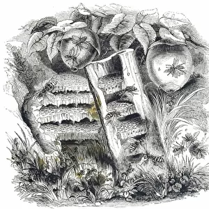 Engraving depicting wasps and their nests