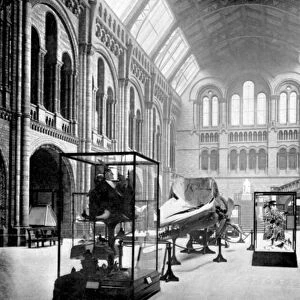 Entrance Hall of the Natural History Museum, South Kensington, London, 1890 (photo)