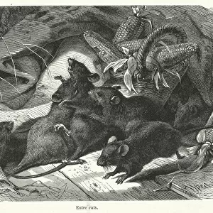 Entre rats (engraving)
