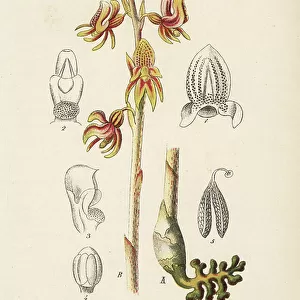Soricidae Collection: Gmelini